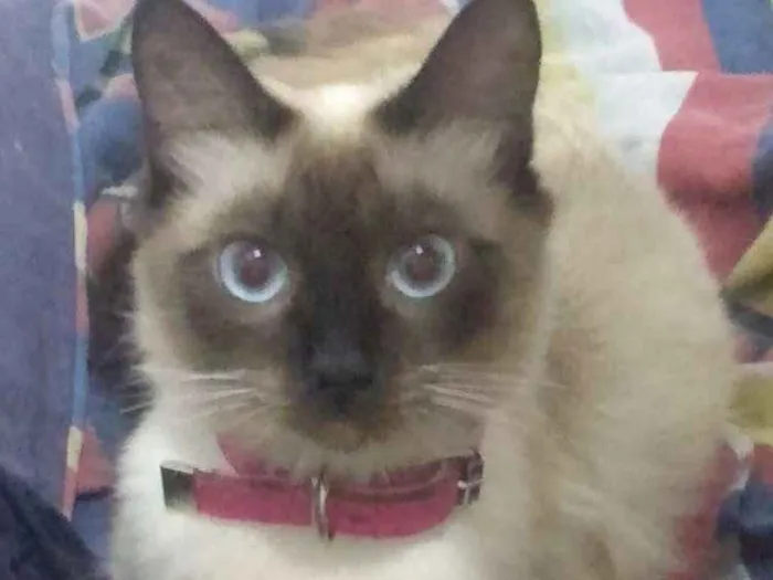 Gato ra a Siamês idade 1 ano nome Luna
