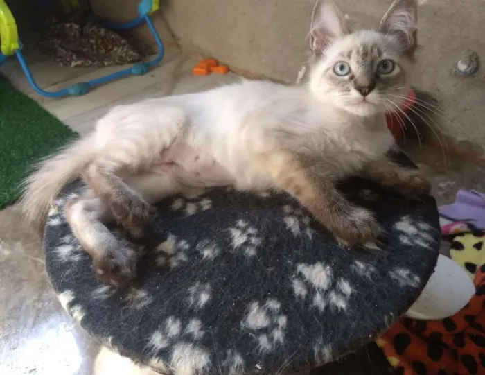 Gato ra a SRD idade 2 a 6 meses nome Potira