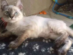 Gato raça SRD idade 2 a 6 meses nome Potira