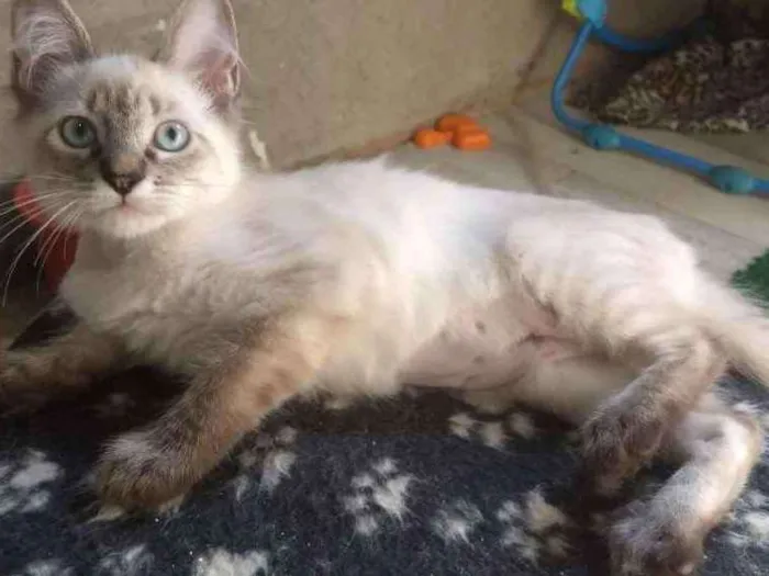 Gato ra a SRD idade 2 a 6 meses nome Potira