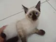 Lupino
