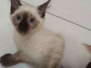 Gato raça SRD idade 2 a 6 meses nome Lupino