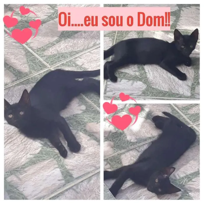 Gato ra a SRD idade 2 a 6 meses nome Dom
