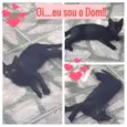 Dom