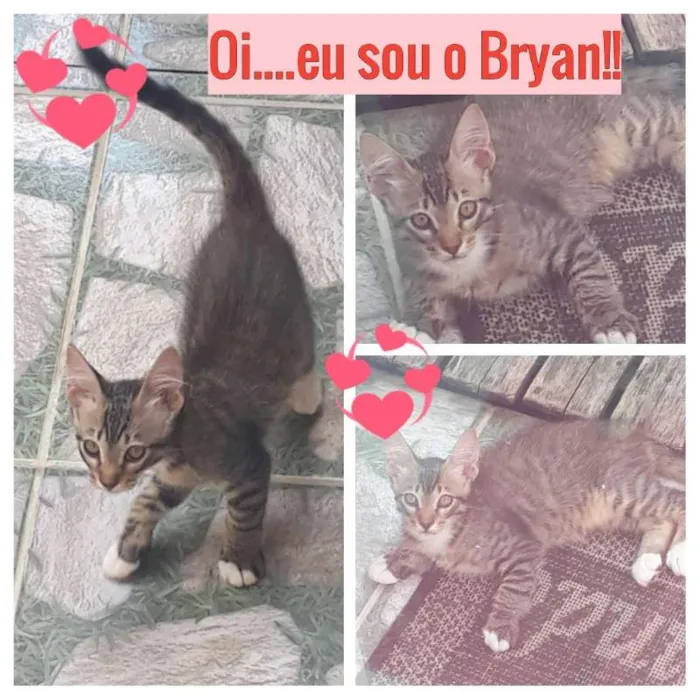 Gato ra a SRD idade 2 a 6 meses nome Brian
