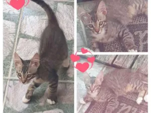 Gato raça SRD idade 2 a 6 meses nome Brian