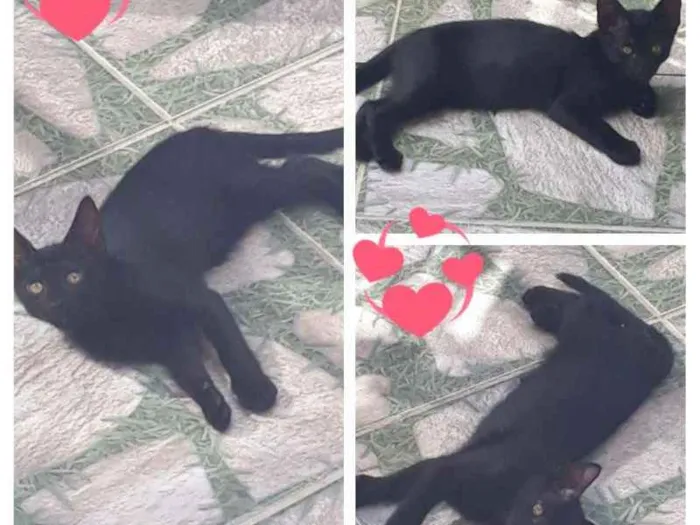 Gato ra a SRD idade 2 a 6 meses nome Dom