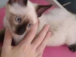 Gato raça Mistura idade 2 a 6 meses nome Não tem 