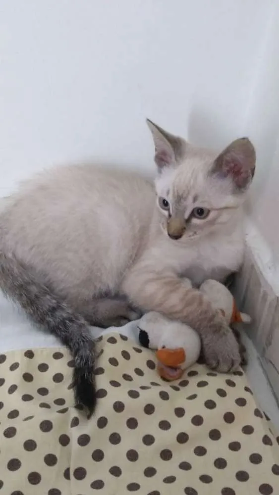Gato ra a Mistura idade 2 a 6 meses nome Não tem 