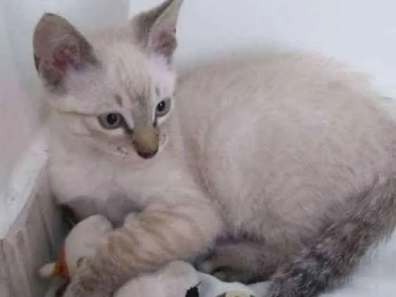 Gato ra a Mistura idade 2 a 6 meses nome Não tem 