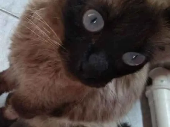 Gato ra a Mistura idade 1 ano nome Não tem