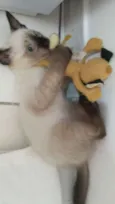 Não tem 