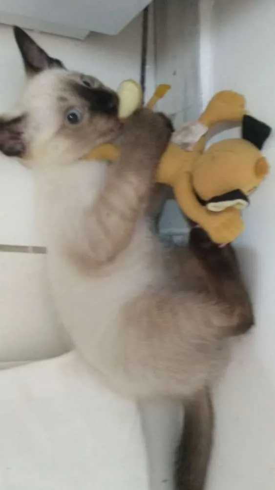 Gato ra a Mistura idade 2 a 6 meses nome Não tem 