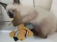 Não tem 