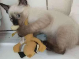 Gato raça Mistura idade 2 a 6 meses nome Não tem 