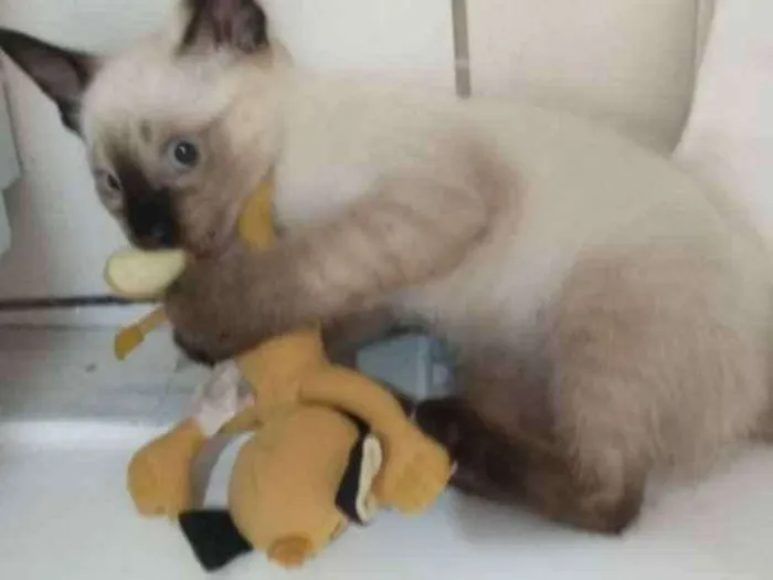 Gato ra a Mistura idade 2 a 6 meses nome Não tem 