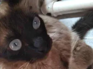 Gato raça Mistura idade 1 ano nome Não tem