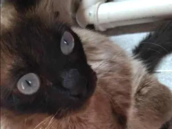 Gato ra a Mistura idade 1 ano nome Não tem