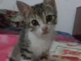 Lizi
