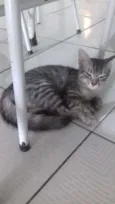 Bela