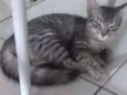 Bela