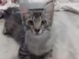 Bela