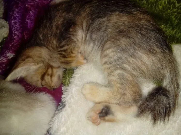 Gato ra a mestiço idade Abaixo de 2 meses nome Docinho