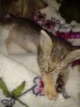 Docinho