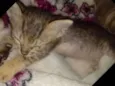Docinho