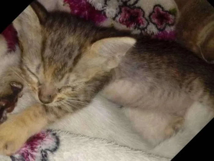 Gato ra a mestiço idade Abaixo de 2 meses nome Docinho