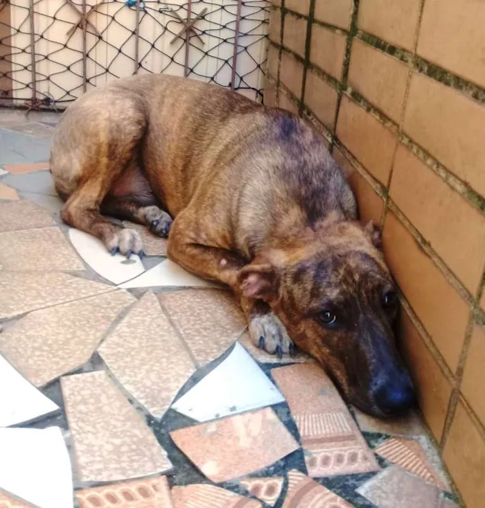 Cachorro ra a  idade 1 ano nome Sofia