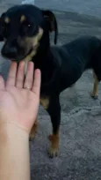 Cachorra abandonada 