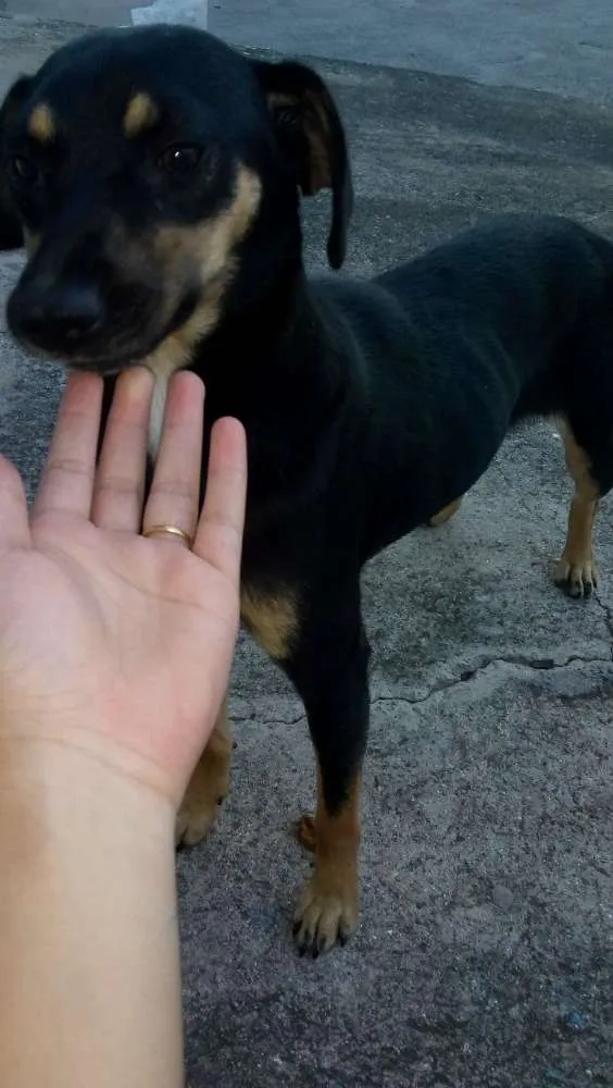 Cachorro raça Não identificado idade 1 ano nome Cachorra abandonada 