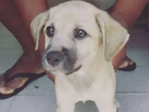 Cachorro raça  idade 2 a 6 meses nome Eros 