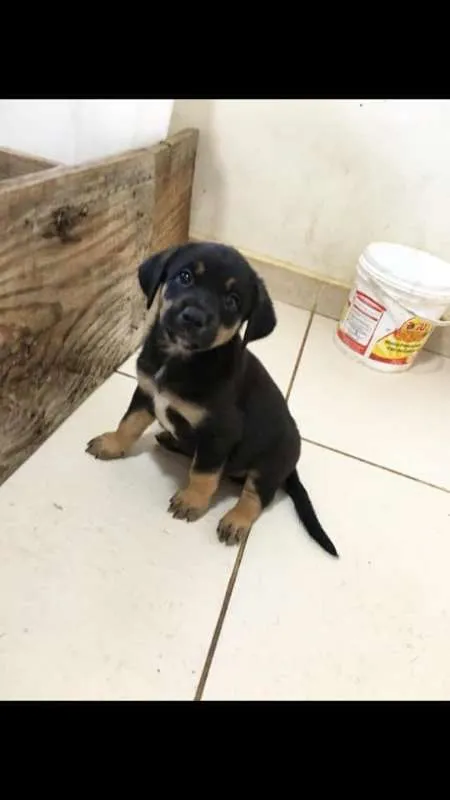 Cachorro ra a SRD idade Abaixo de 2 meses nome sem nome