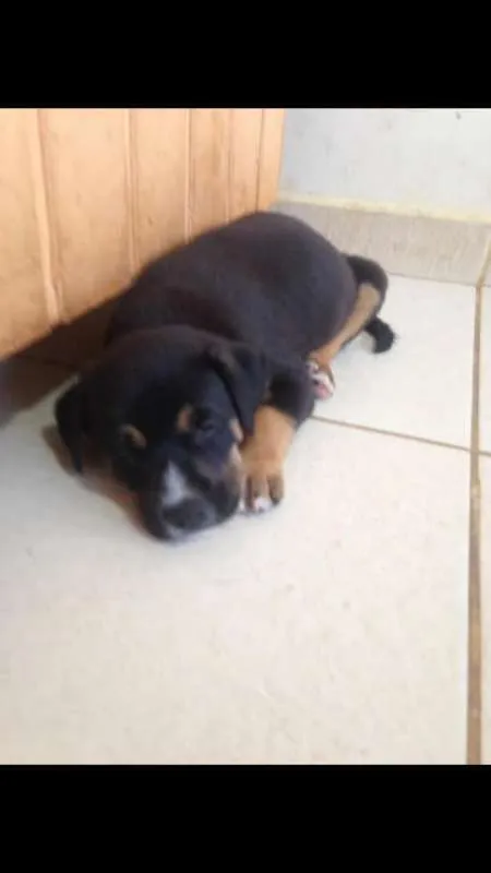 Cachorro ra a SRD idade Abaixo de 2 meses nome sem nome