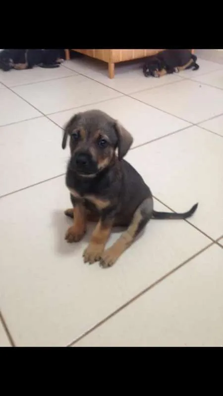 Cachorro ra a SRD idade Abaixo de 2 meses nome sem nome
