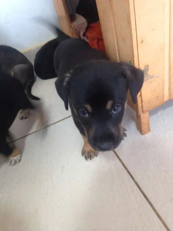 Cachorro ra a SRD idade Abaixo de 2 meses nome sem nome