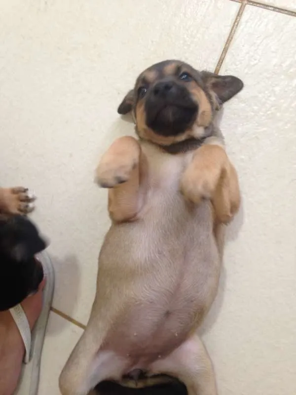 Cachorro ra a SRD idade Abaixo de 2 meses nome sem nome