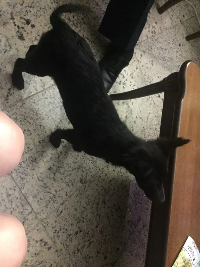 Cachorro ra a Srd idade 2 a 6 meses nome Balu
