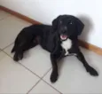 Amora 