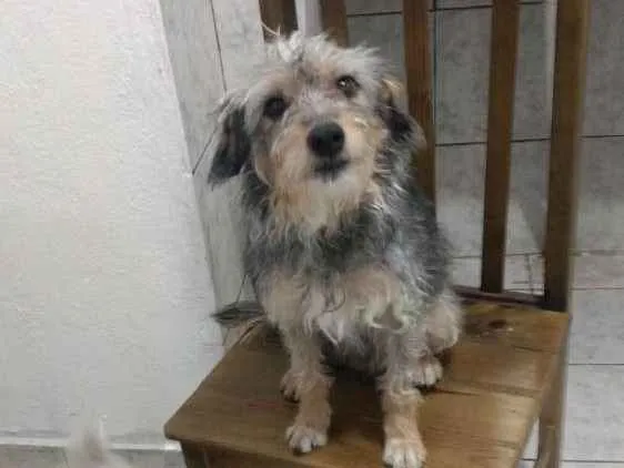 Cachorro raça Srd idade 2 anos nome Thor e Valentina