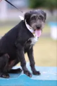 Kylo