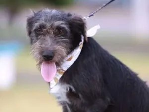 Cachorro raça Srd idade 7 a 11 meses nome Kylo