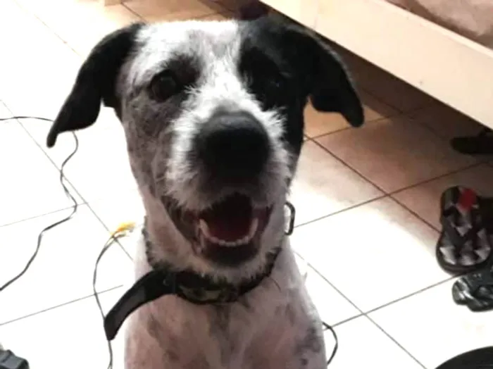 Cachorro raça Sem raça  idade 2 anos nome Floquinho