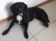 Amora 