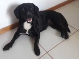 Cachorro raça SRD idade 2 anos nome Amora 