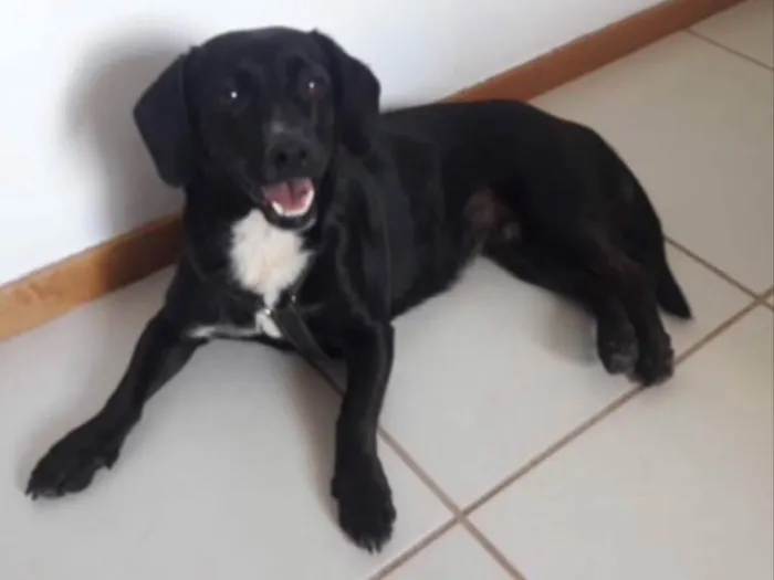 Cachorro ra a SRD idade 2 anos nome Amora 