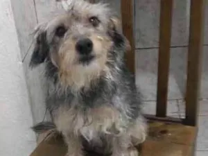 Cachorro raça Srd idade 2 anos nome Thor e Valentina