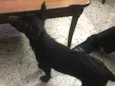Balu